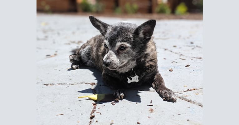Kenickie, a Chihuahua and Pomeranian mix tested with EmbarkVet.com