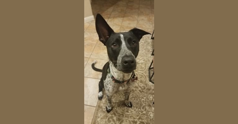 Amigo, an Australian Cattle Dog and Great Dane mix tested with EmbarkVet.com