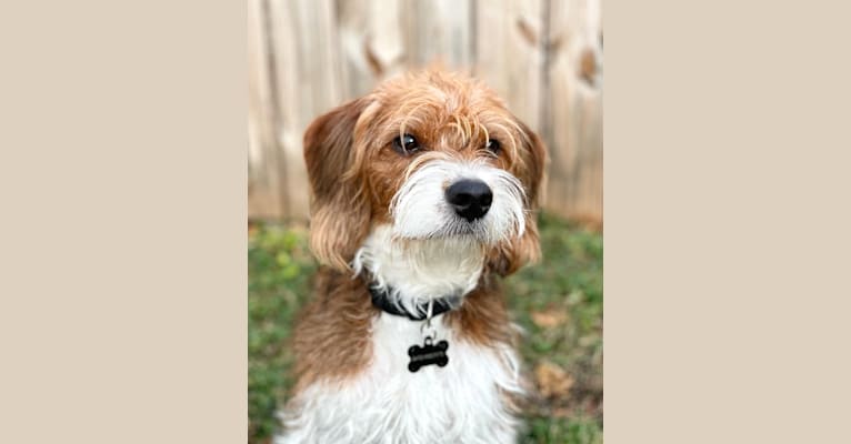 Watson, a Beagle and Poodle (Small) mix tested with EmbarkVet.com