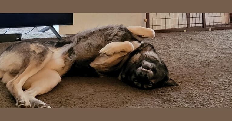 Tundra, a German Shepherd Dog and Great Pyrenees mix tested with EmbarkVet.com