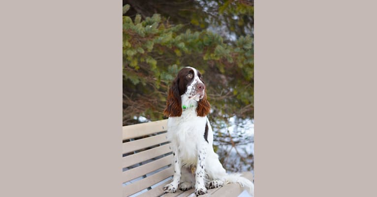 Photo of Manny, a French Spaniel  in France