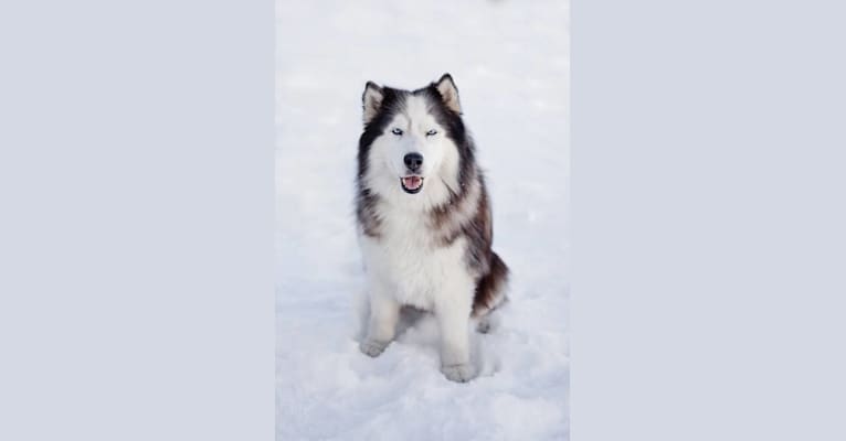 Maya, a Siberian Husky tested with EmbarkVet.com