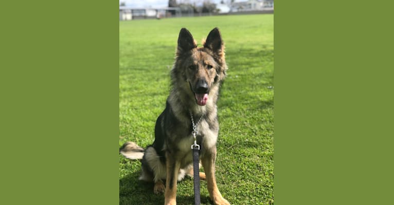 Jax, a German Shepherd Dog (7.4% unresolved) tested with EmbarkVet.com