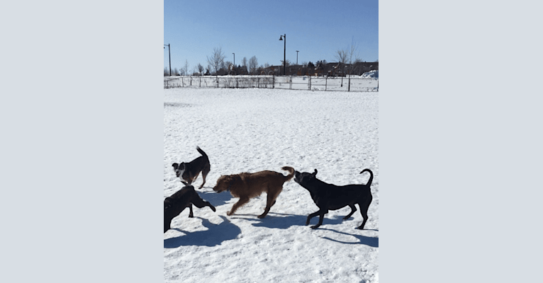 Photo of George, a Boston Terrier, Great Dane, Labrador Retriever, and American Pit Bull Terrier mix in Ontario, Canada