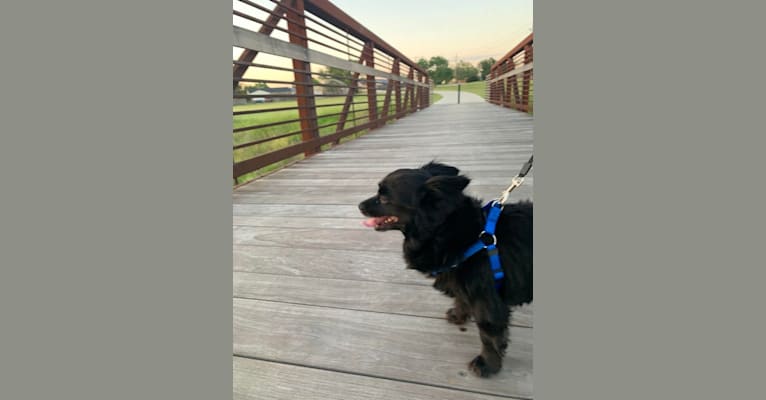 Photo of Puchis, a Chihuahua, Papillon, Pomeranian, and Dachshund mix in Carrollton, Texas, USA