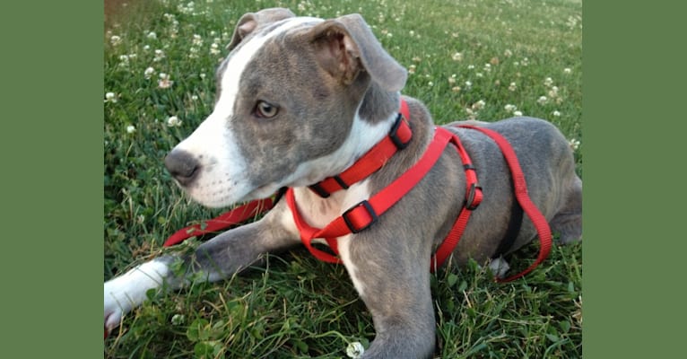 Rocko, an American Pit Bull Terrier tested with EmbarkVet.com