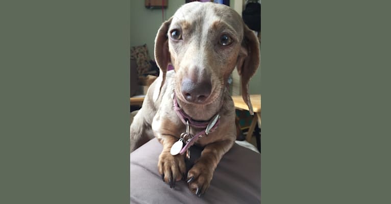 Embark Dog DNA Test Breed
