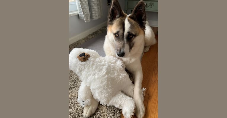 Maia, an Akita and Norwegian Elkhound mix tested with EmbarkVet.com