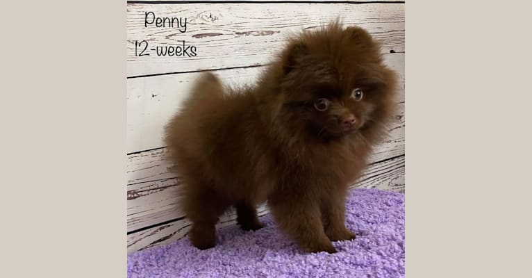 Penny, a Pomeranian tested with EmbarkVet.com