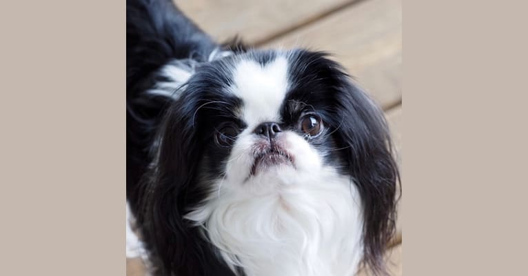 Michi, a Japanese Chin tested with EmbarkVet.com