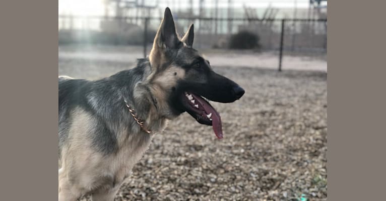 Kaien, a German Shepherd Dog tested with EmbarkVet.com