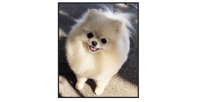 Brulee, a Pomeranian tested with EmbarkVet.com