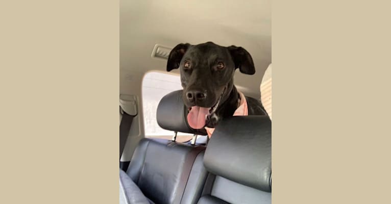 Kobe, a Dogo Argentino and Doberman Pinscher mix tested with EmbarkVet.com