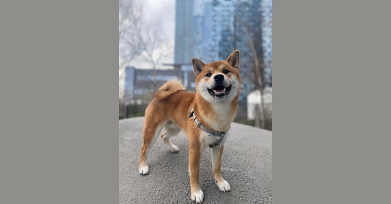 facai, a Shiba Inu tested with EmbarkVet.com