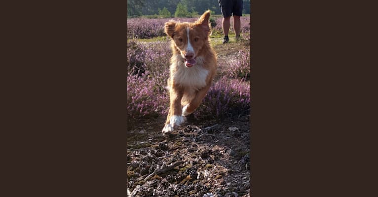 Abu, a Nova Scotia Duck Tolling Retriever and Bernese Mountain Dog mix tested with EmbarkVet.com