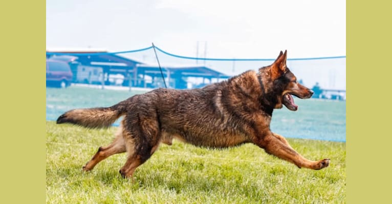 Kye Lo, a German Shepherd Dog tested with EmbarkVet.com