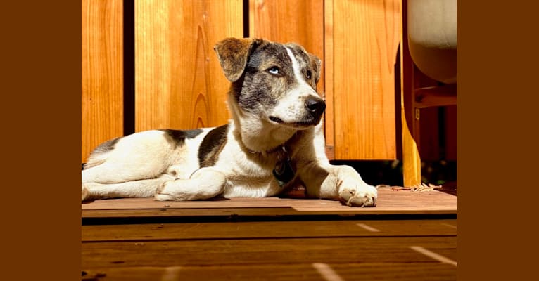 Milton, a Siberian Husky and Beagle mix tested with EmbarkVet.com