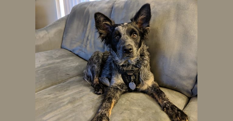 Odin 'stinky butt' Mussatti, an Australian Cattle Dog tested with EmbarkVet.com