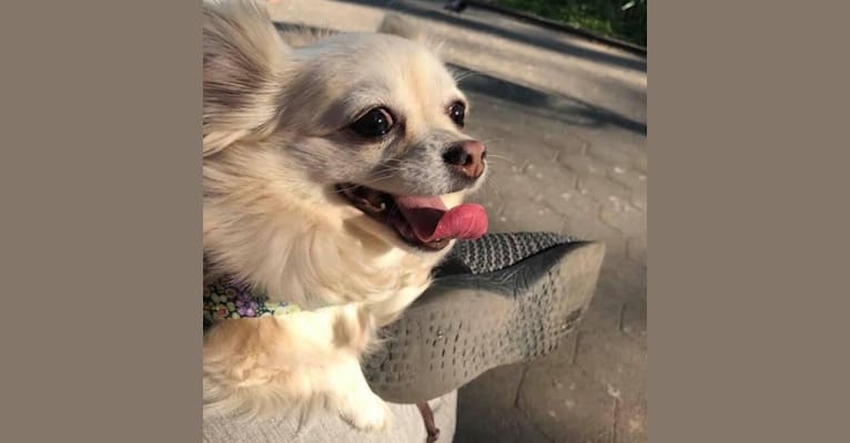 Piper Grace, a Chihuahua tested with EmbarkVet.com