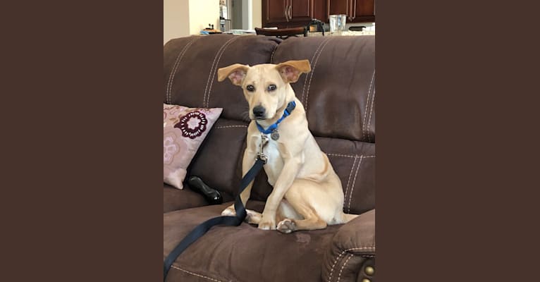 Lexi, a Labrador Retriever and Chihuahua mix tested with EmbarkVet.com