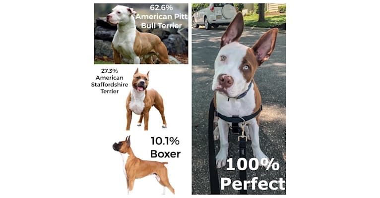 Puma, an American Pit Bull Terrier and American Staffordshire Terrier mix tested with EmbarkVet.com