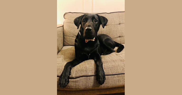 Levon, a Labrador Retriever and American Pit Bull Terrier mix tested with EmbarkVet.com