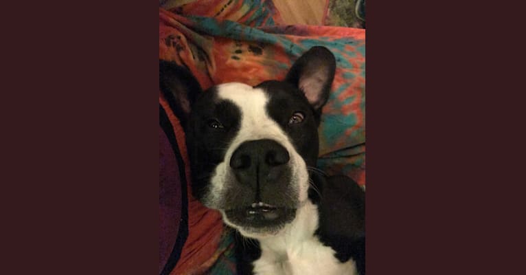 Frankie, an American Bulldog and American Pit Bull Terrier mix tested with EmbarkVet.com