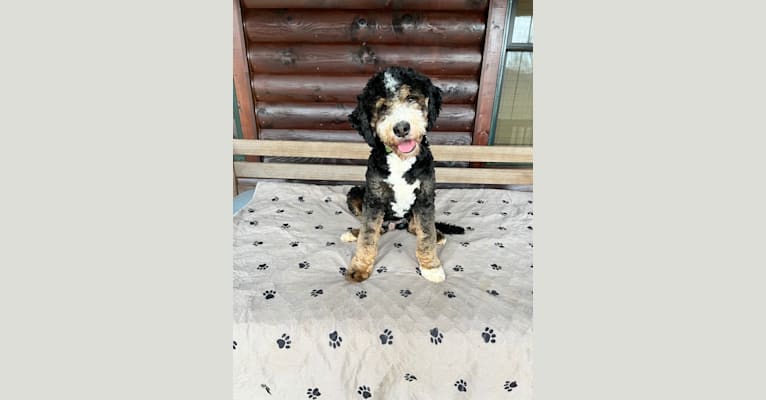 Harley, a Bernese Mountain Dog and Poodle (Small) mix tested with EmbarkVet.com