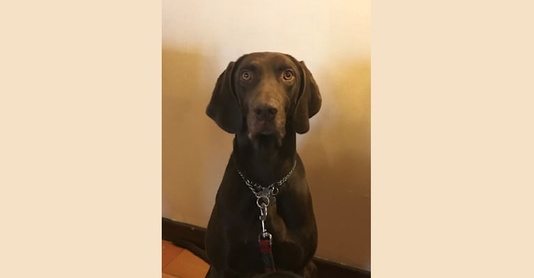 Boudji, a Weimaraner and German Shorthaired Pointer mix tested with EmbarkVet.com