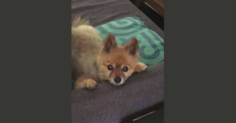 Brer Fox, a Pomeranian tested with EmbarkVet.com