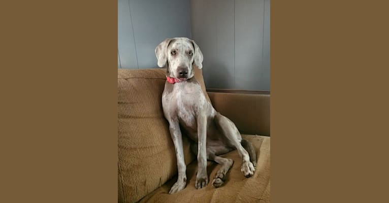 Maggie, a Weimaraner and Catahoula Leopard Dog mix tested with EmbarkVet.com