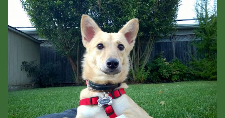 Gemma, an East Asian Village Dog tested with EmbarkVet.com