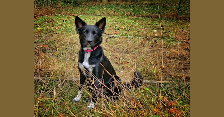 Rosie, a German Shepherd Dog and Boxer mix tested with EmbarkVet.com