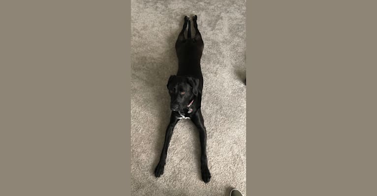 Remi, a Newfoundland and American Pit Bull Terrier mix tested with EmbarkVet.com