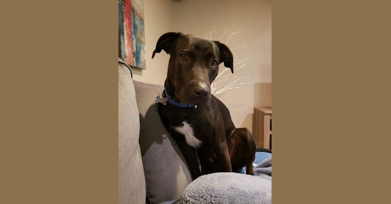 Finn, an American Bully and Labrador Retriever mix tested with EmbarkVet.com