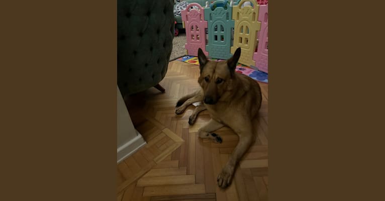 Mogono, a West Asian Village Dog tested with EmbarkVet.com