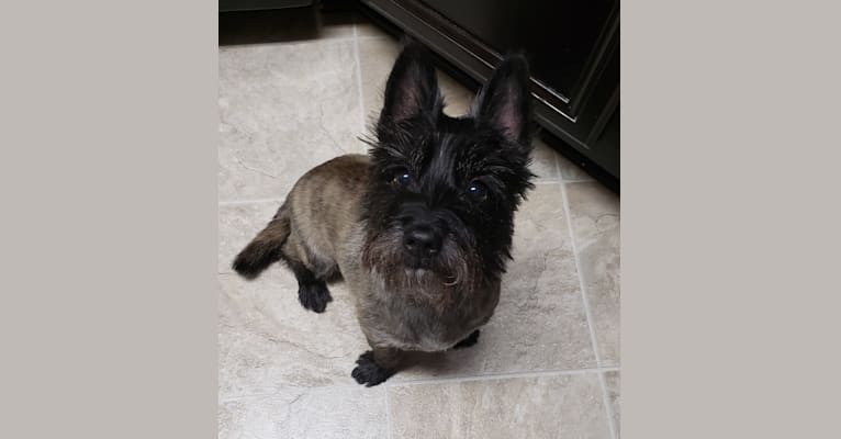 Quinn, a Cairn Terrier tested with EmbarkVet.com