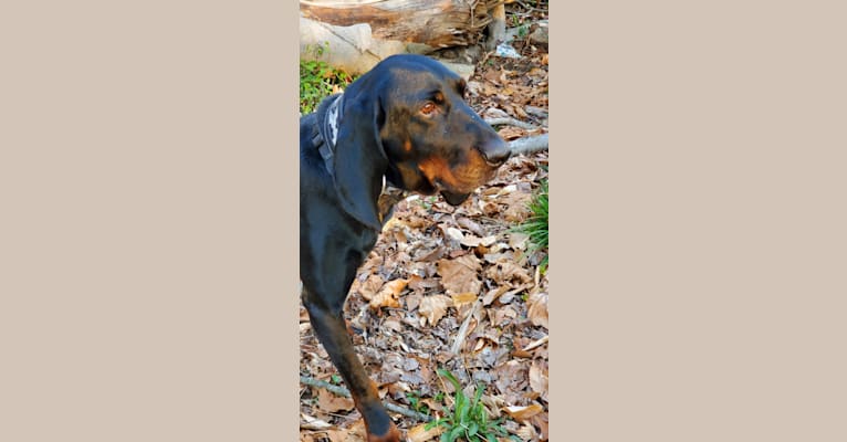 Rufus, a Black and Tan Coonhound tested with EmbarkVet.com