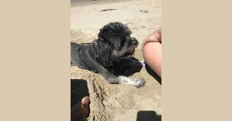 Bobbie, a Shih Tzu and Chihuahua mix tested with EmbarkVet.com