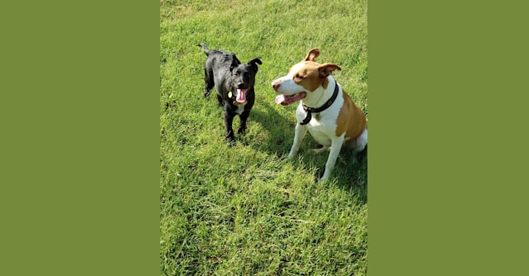 Ace, a German Shepherd Dog and American Pit Bull Terrier mix tested with EmbarkVet.com