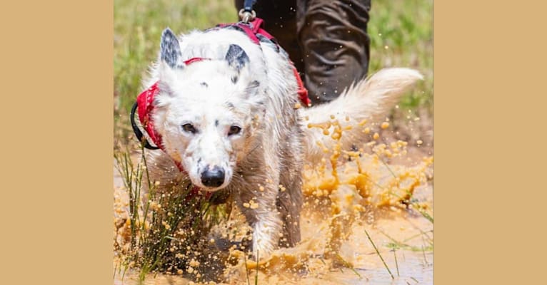 MAXIMILLIAN, a Border Collie (6.1% unresolved) tested with EmbarkVet.com