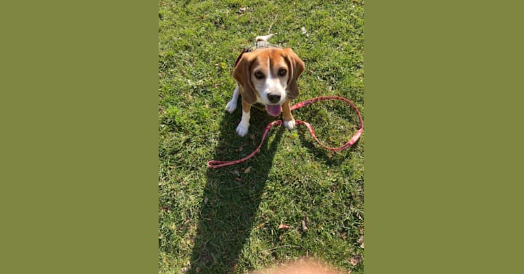 Archie, a Beagle tested with EmbarkVet.com