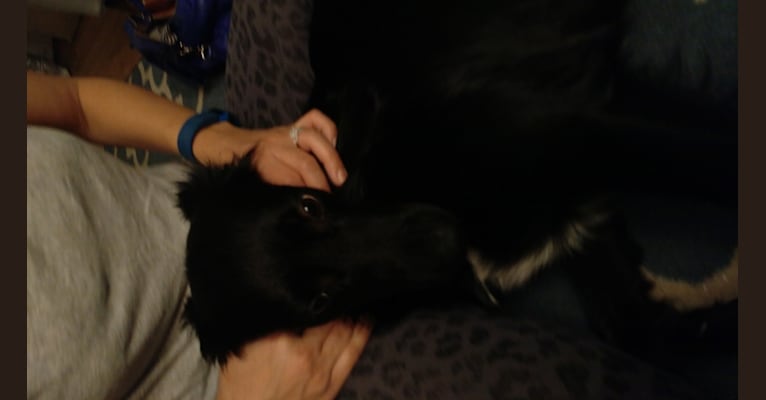 Stella, a Labrador Retriever and German Shepherd Dog mix tested with EmbarkVet.com