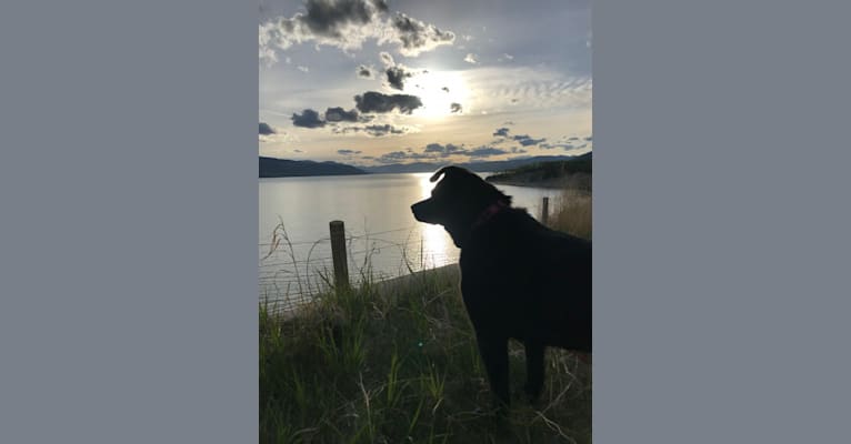 Photo of Sadie, a German Shepherd Dog, American Eskimo Dog, Poodle (Small), Alaskan Malamute, Siberian Husky, Labrador Retriever, and Mixed mix in Fort Nelson, British Columbia, Canada