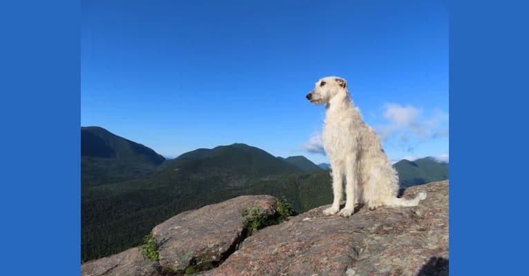 Talus, an Irish Wolfhound tested with EmbarkVet.com
