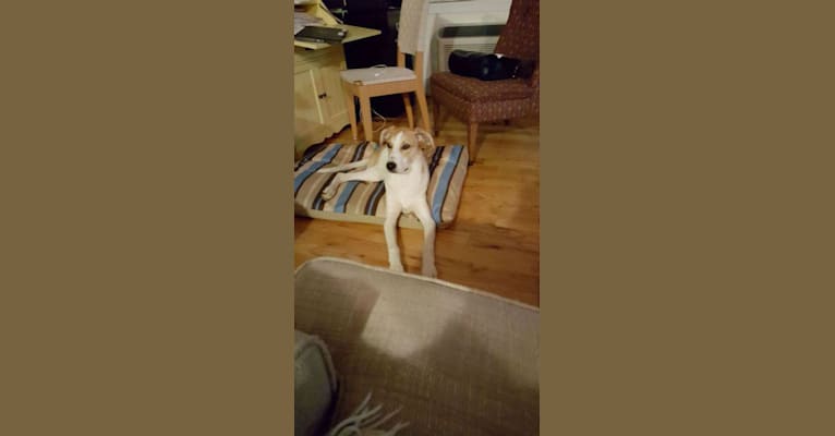Lexi, a Golden Retriever and German Shepherd Dog mix tested with EmbarkVet.com