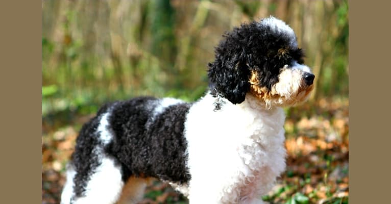 Oliver, a Poodle (Small) tested with EmbarkVet.com