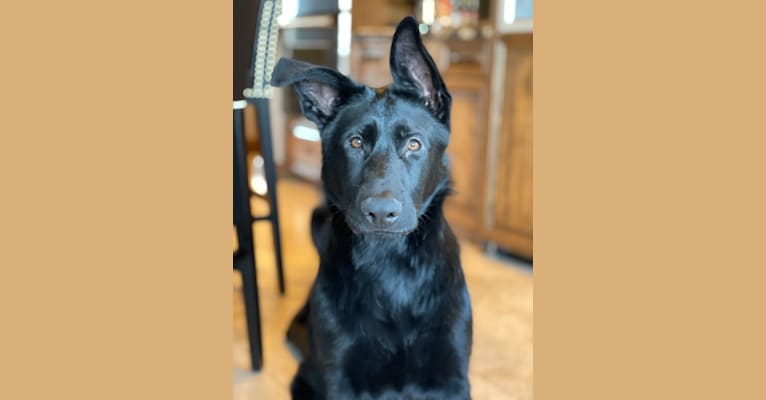 Photo of Ghost, a German Shepherd Dog  in Minot, ND, USA