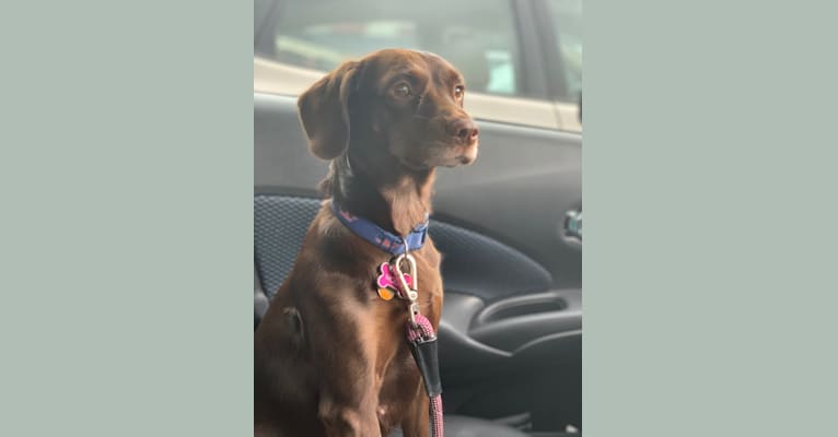 Molly, a Boykin Spaniel and American Foxhound mix tested with EmbarkVet.com