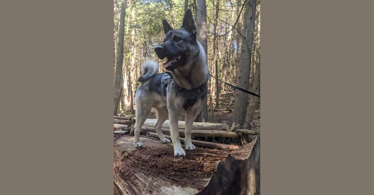 Bjorn, a Norwegian Elkhound tested with EmbarkVet.com